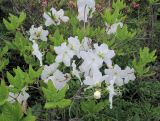 Rhododendron schlippenbachii