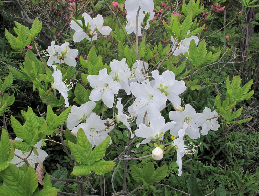 Image of Rhododendron schlippenbachii specimen.