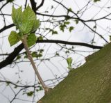 Alangium platanifolium