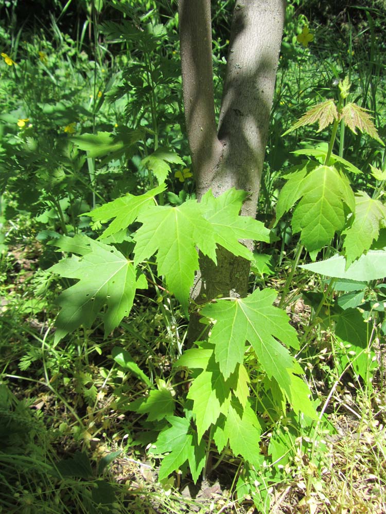 Image of genus Acer specimen.