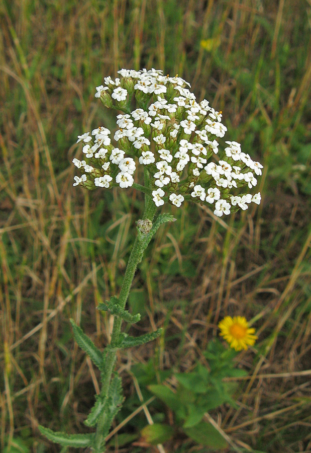 Изображение особи род Achillea.