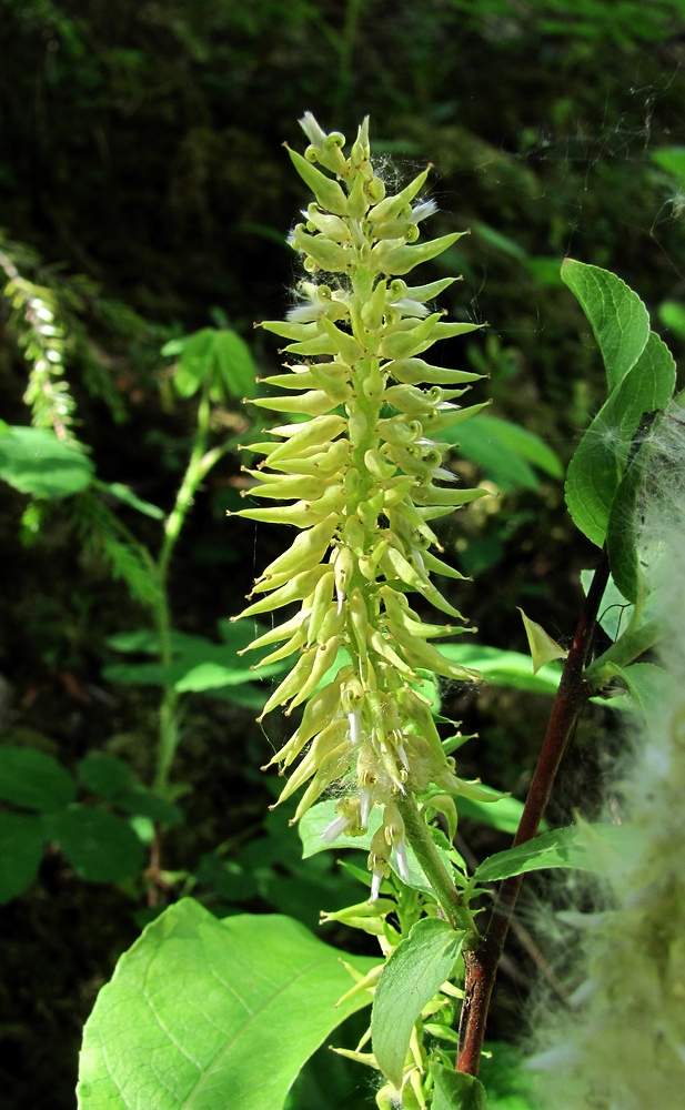 Image of Salix hastata specimen.