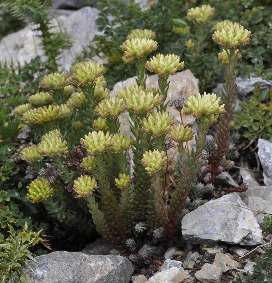 Изображение особи Sedum ochroleucum.