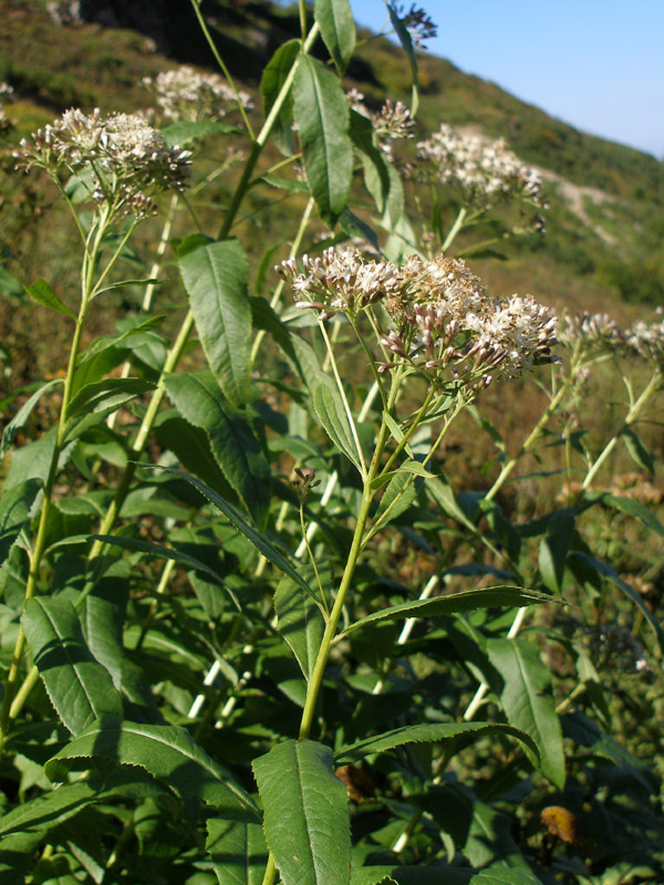 Image of Pojarkovia pojarkovae specimen.