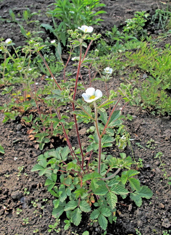 Изображение особи Potentilla inquinans.