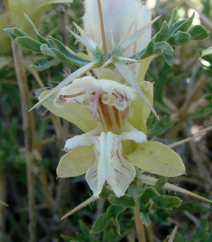 Image of Lagochilus nevskii specimen.