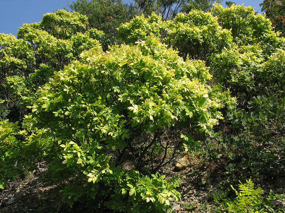 Изображение особи Rhus coriaria.