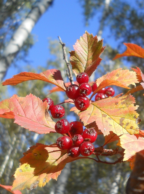 Image of Crataegus sanguinea specimen.