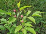 Euonymus maackii. Ветвь с плодами. Владивосток, Ботанический сад-институт ДВО РАН. 7 сентября 2013 г.