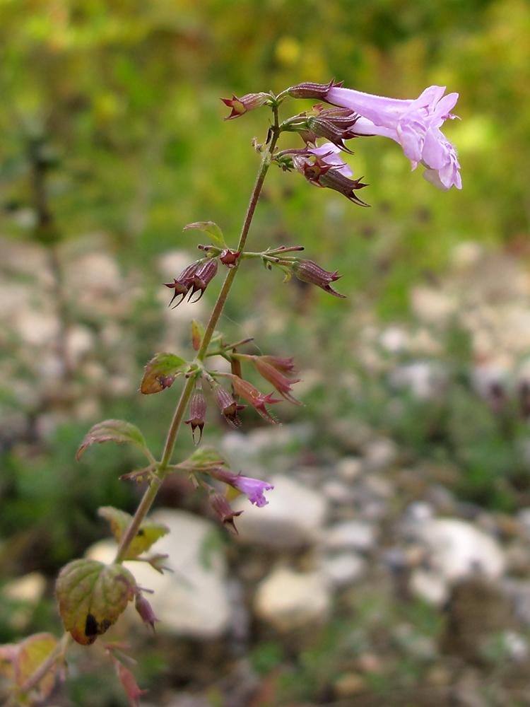 Изображение особи Clinopodium nepeta.