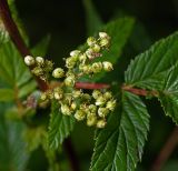 Filipendula ulmaria. Плоды. Московская обл., Раменский р-н, окр. ж.-д. платформы Хрипань, залежь. 25.07.2013.