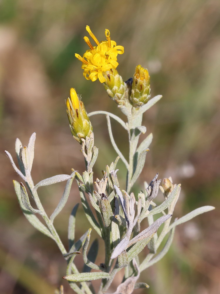 Image of Galatella villosa specimen.