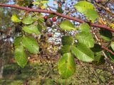 Rosa iberica. Часть побега. Краснодарский край, г. Крымск, территория ОСС. 26.10.2013.