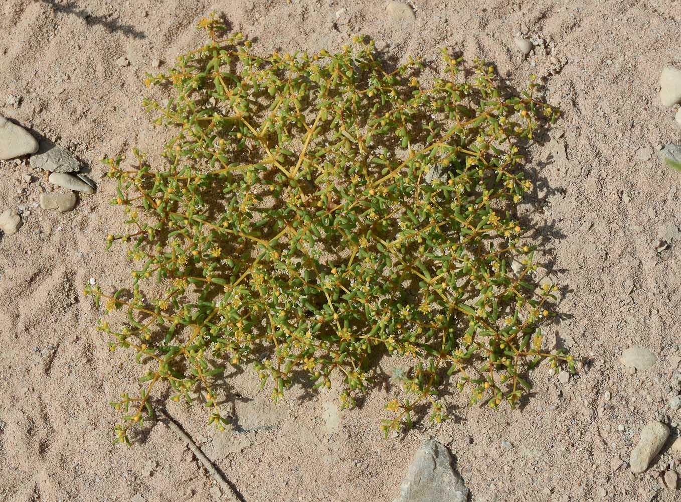 Изображение особи Tetraena simplex.