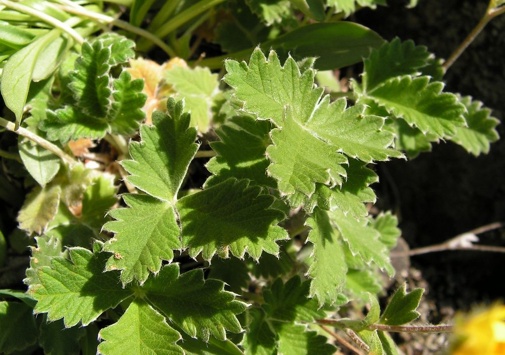 Изображение особи Potentilla nivea.