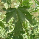 Malva thuringiaca