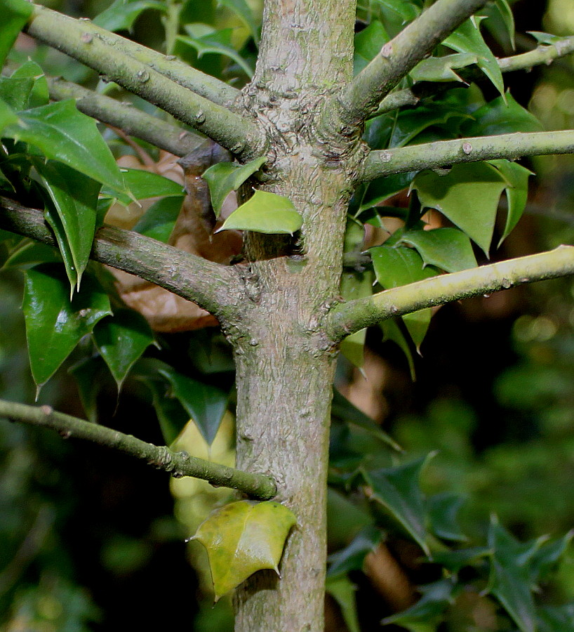 Изображение особи Ilex bioritsensis.