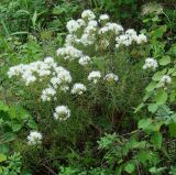 Ledum palustre
