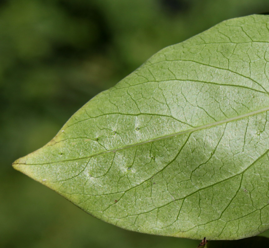Image of Diospyros lotus specimen.