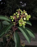 Arbutus andrachne