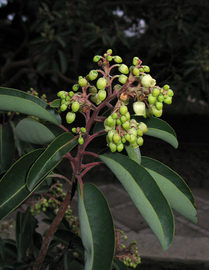 Изображение особи Arbutus andrachne.