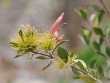 Trichocalyx obovatus. Верхушка ветви с цветком. Сокотра, вади Айхафт. 05.01.2014.