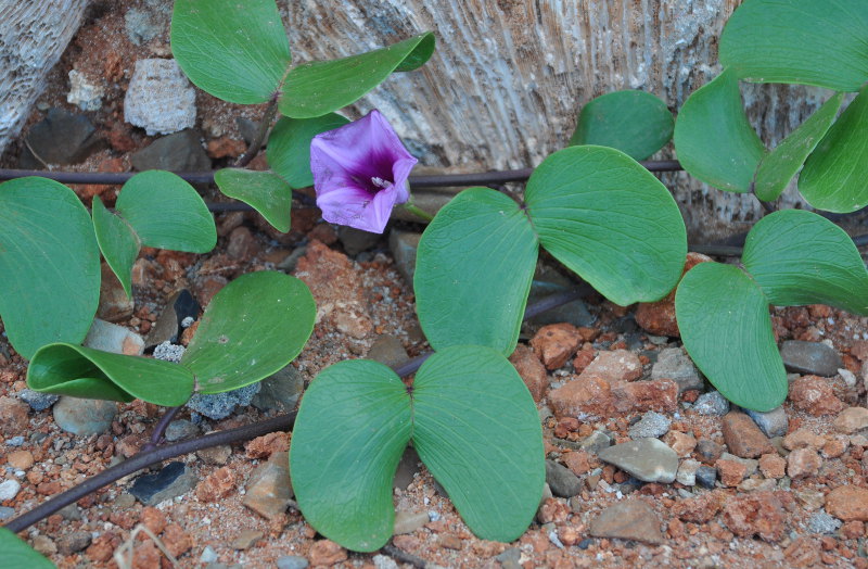 Изображение особи Ipomoea pes-caprae.