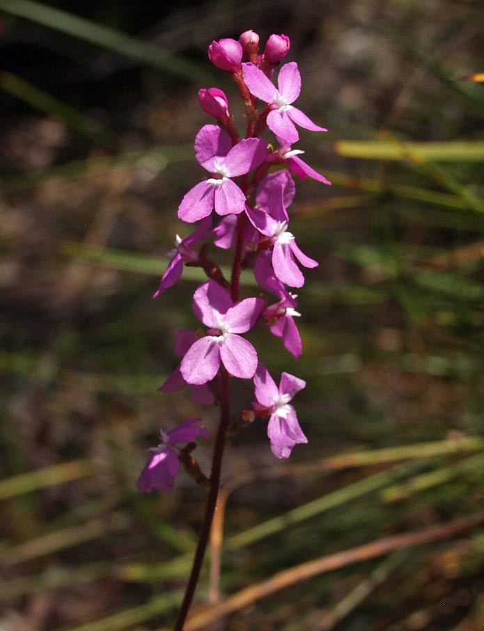 Image of Stylidium graminifolium specimen.