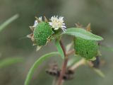 Eclipta prostrata