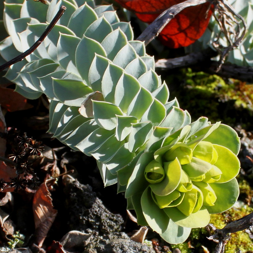 Изображение особи Euphorbia myrsinites.