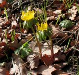 Eranthis hyemalis