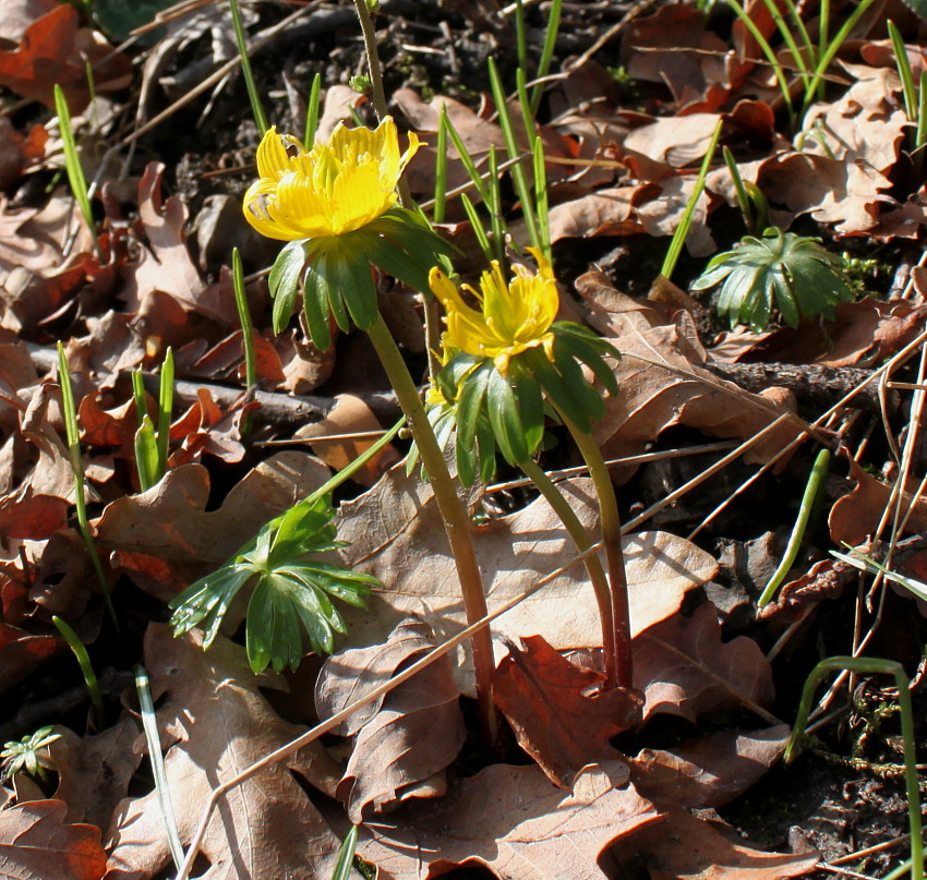 Image of Eranthis hyemalis specimen.