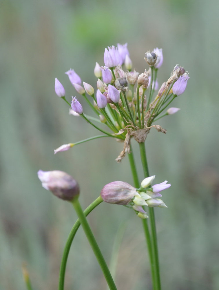 Изображение особи Allium angulosum.