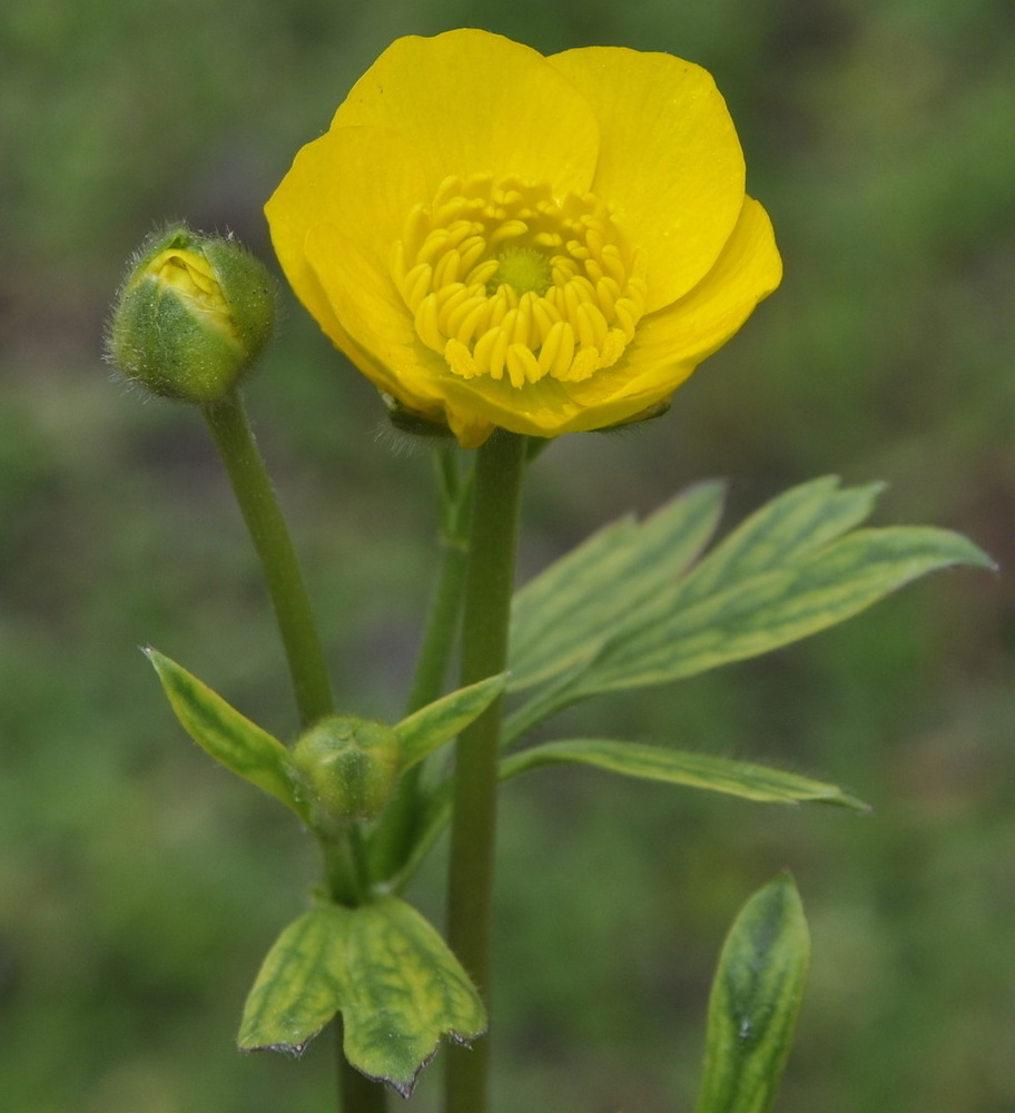 Image of genus Ranunculus specimen.