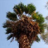 Washingtonia robusta