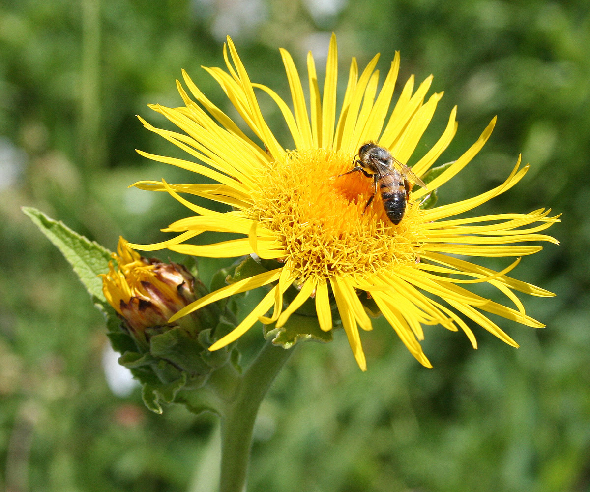 Изображение особи Inula helenium.