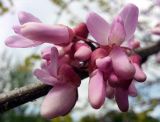 Cercis siliquastrum