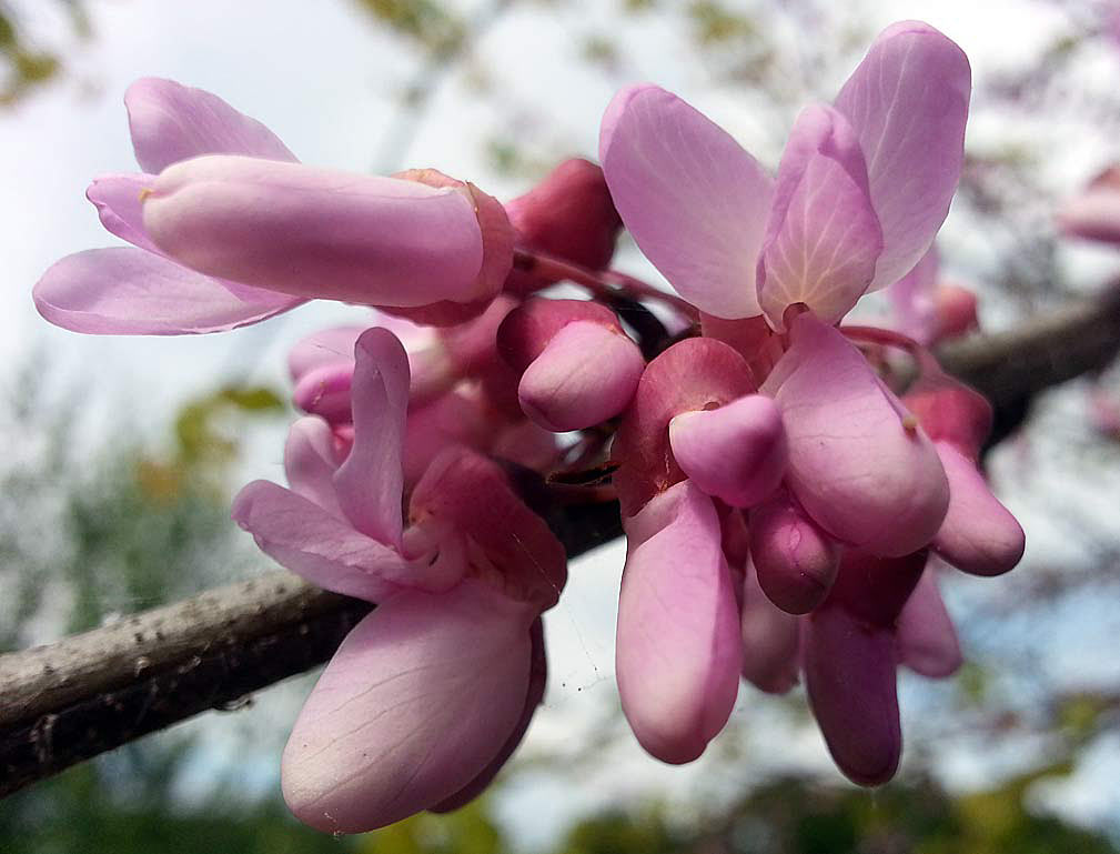 Image of Cercis siliquastrum specimen.