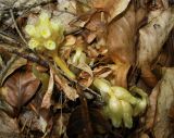 Hypopitys monotropa