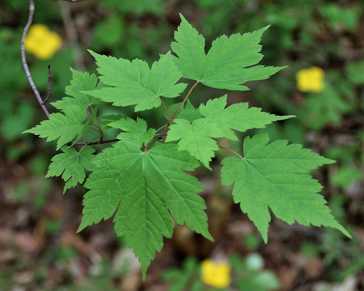 Image of Acer barbinerve specimen.