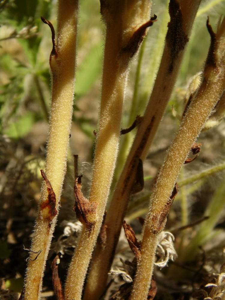 Image of Phelipanche caesia specimen.