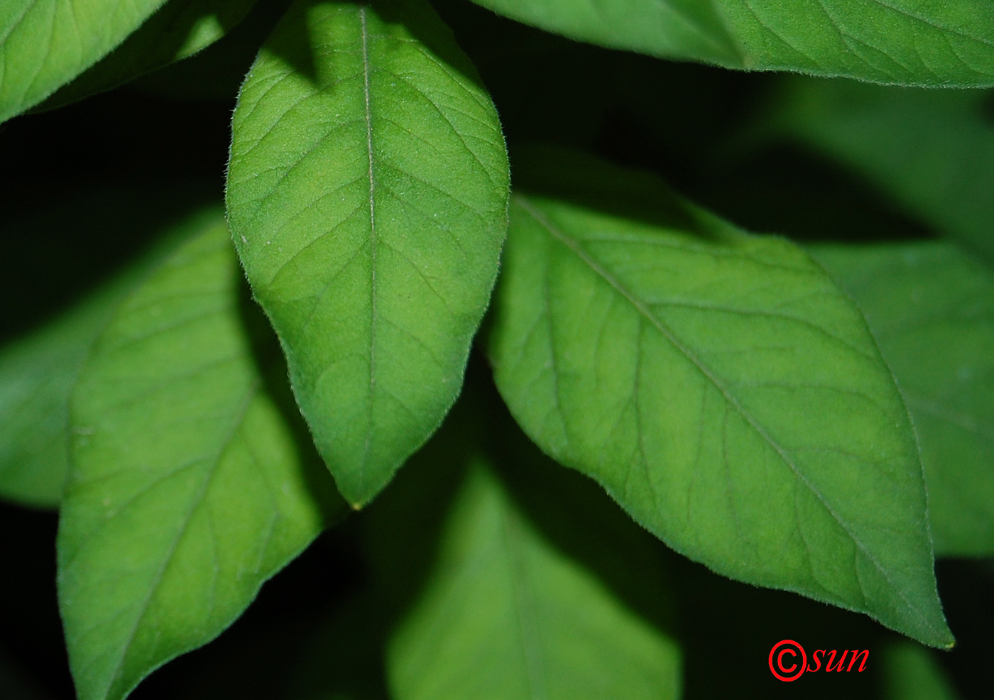 Image of Lysimachia punctata specimen.
