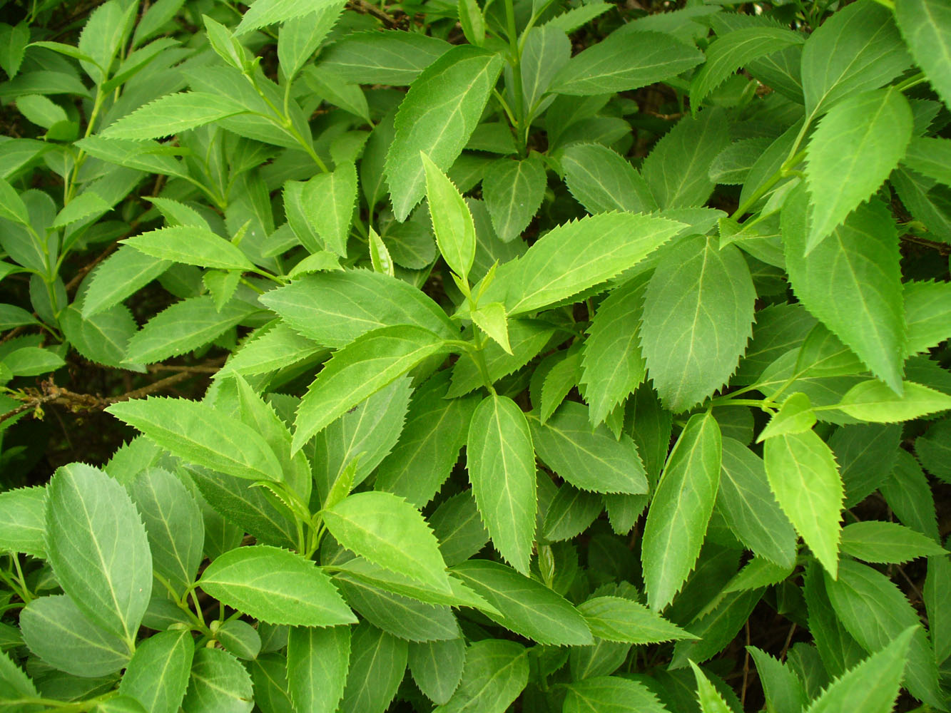 Image of Forsythia &times; intermedia specimen.