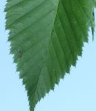 Ostrya virginiana. Верхушка листа (вид снизу). Германия, г. Дюссельдорф, Ботанический сад университета. 02.06.2014.