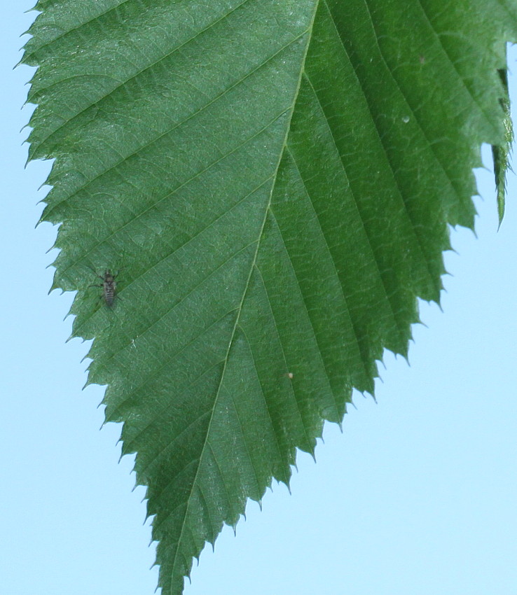 Image of Ostrya virginiana specimen.