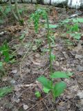 Epipactis helleborine