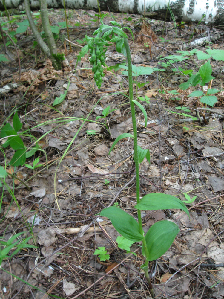 Изображение особи Epipactis helleborine.