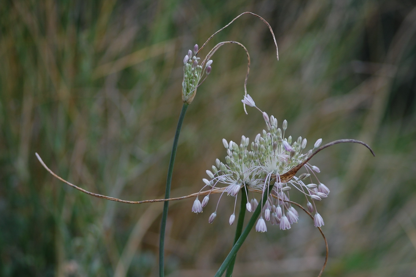 Image of Allium podolicum specimen.