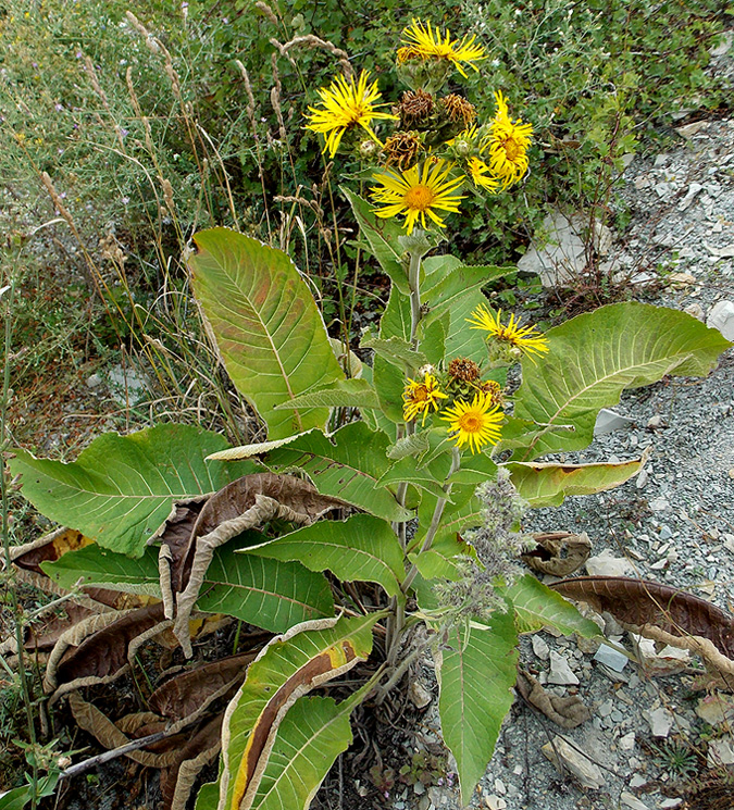 Изображение особи Inula helenium.