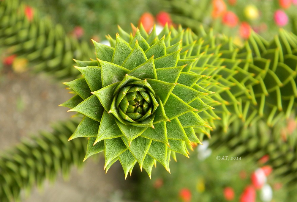 Изображение особи Araucaria araucana.